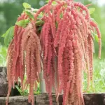Cascading amaranthus, Love-Lies-Bleeding