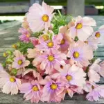 Cosmos 'Apricotta' is a new colour introduction, apricot, peach with a soft rose centre.