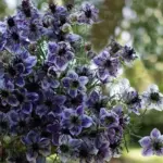 Nigella papillosa ‘Delft Blue'-19830