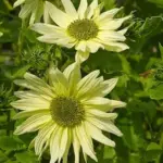 A branching sunflower, 'Italian Green Heart' is hugely prolific and long-flowering.