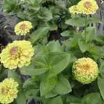 Zinnia elegans 'Queeny Lime with Blush'-17875