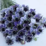 Nigella papillosa ‘Delft Blue'-19832