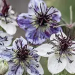 Nigella papillosa ‘Delft Blue'-0