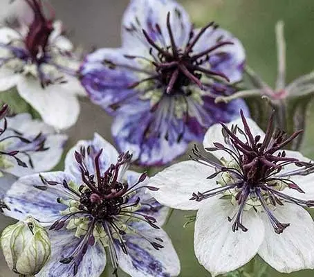 Nigella papillosa ‘Delft Blue'-0