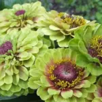 Zinnia elegans 'Queeny Lime with Blush'-0