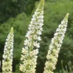 The flowers are intensely fragrant, with a sweet and spicy scent.