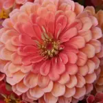 Zinnia elegans 'Dahlia-Flowered Salmon'-0
