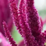 Amaranthus cruentus 'Velvet Curtains'-0