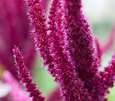 Amaranthus cruentus 'Velvet Curtains'-0
