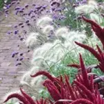 Amaranthus cruentus 'Velvet Curtains'-17993