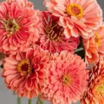 Zinnia elegans 'Dahlia-Flowered Salmon'-17972