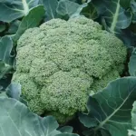 Broccoli, Calabrese, 'Belstar F1' Organic-0