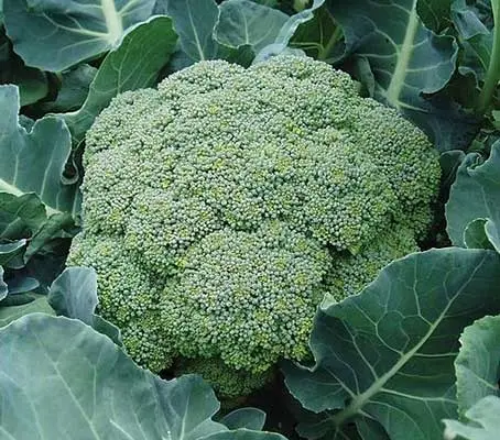 Broccoli, Calabrese, 'Belstar F1' Organic-0