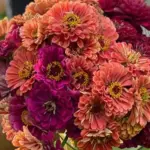 Benary's Giant Salmon Rose and Benary's Giant Wine Zinnias
