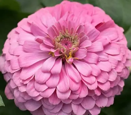 Benary's Bright Pink produces bright pink coloured, broad blooms that are densely packed with petals.