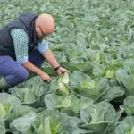 The possibility that it is recognised for its deliciousness is unexpected, to say the least.