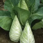Caraflex cabbage, a sweeter variety with lettuce-like crunch