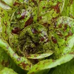 Lettuce 'Forellenschluss'-0