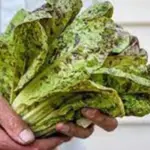 Lettuce 'Forellenschluss'-18077