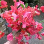 Lathyrus odoratus, Grandiflora 'Miss Willmott'-0