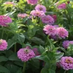 Outrageous cut flowers to fill your house with a carnival of colour!