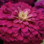 Zinnia elegans, 'Benary's Giant Purple' -0