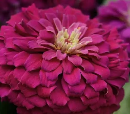 Zinnia elegans, 'Benary's Giant Purple' -0