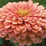 Benary's Giant Salmon Rose is one of the largest-flowered varieties of zinnias available