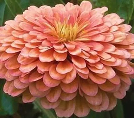Benary's Giant Salmon Rose is one of the largest-flowered varieties of zinnias available