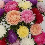 Callistephus chinensis 'Lady Coral Salmon Pink' -18102