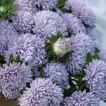 Callistephus chinensis 'Lady Coral Lavender' -0