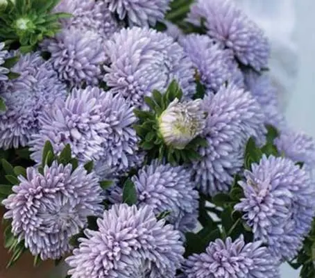 Callistephus chinensis 'Lady Coral Lavender' -0