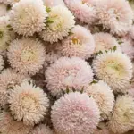 Callistephus chinensis 'Lady Coral Chamois'-18110