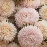 Callistephus chinensis 'Lady Coral Chamois'-0