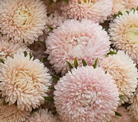 Callistephus chinensis 'Lady Coral Chamois'-0