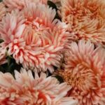 A richer, more saturated salmon to peach, incurved blooms are absolutely stunning.