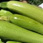Courgette 'Alberello' Organic-0