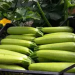 Courgette 'Alberello' Organic-18142