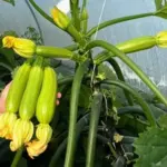 Courgette 'Alberello' Organic-18141