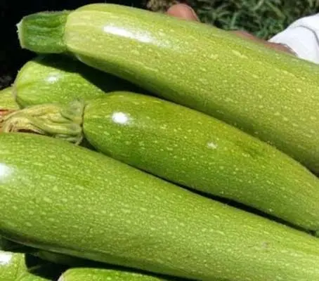 Courgette 'Alberello' Organic-0