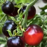 'Indigo Apple' is a development from 'Indigo Rose', bred to be early ripening.