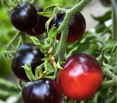 'Indigo Apple' is a development from 'Indigo Rose', bred to be early ripening.