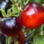 'Indigo Apple' is a development from 'Indigo Rose', bred to be early ripening.