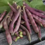 French Bean 'Red Swan' is an heirloom stringless bean with burgundy red pods.