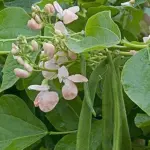 Bean: Runner Bean 'Sunset'-0