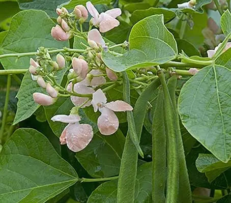 Bean: Runner Bean 'Sunset'-0