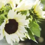 The blooms grow to around 10 to 15cm (4 to 6in) in diameter and the plants reach around 150cm (6ft) in height.