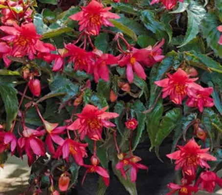 Begonia x hybrida ‘F1 Funky Mixed’-0