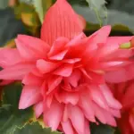 Begonia x hybrida ‘F1 Funky Mixed’-18176