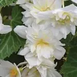 Begonia x hybrida ‘F1 Funky Mixed’-18169